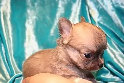Chihuahua