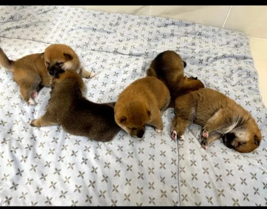 Szczenięta Shiba Inu gotowe na nowy dom.. WhatsApp +44 7535 295266