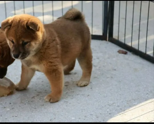 Szczenięta Shiba Inu gotowe na nowy dom.. WhatsApp +44 7535 295266, , Rzeżewo Małe