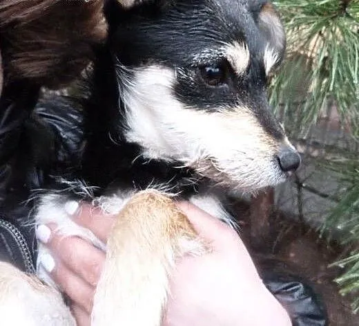 5 miesięczne szczeniaki w typie teriera pilne. Mig