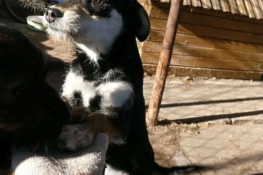 5 miesięczne szczeniaki w typie teriera pilne. Mig