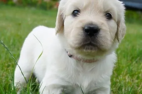 Golden Retriever szczeniaki z rodowodem