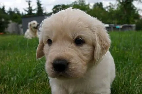 Golden Retriever szczeniaki z rodowodem, Kujawsko-pomorskie, Włocławek