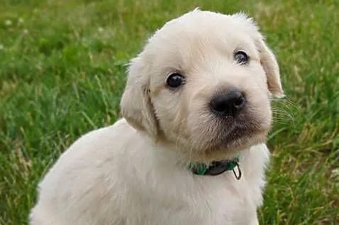 Golden Retriever szczeniaki z rodowodem, Kujawsko-pomorskie, Włocławek