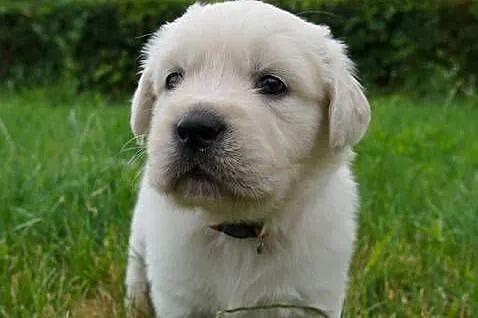 Golden Retriever szczeniaki z rodowodem, Kujawsko-pomorskie, Włocławek