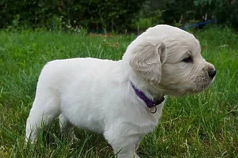 Golden Retriever szczeniaki z rodowodem, Kujawsko-pomorskie, Włocławek