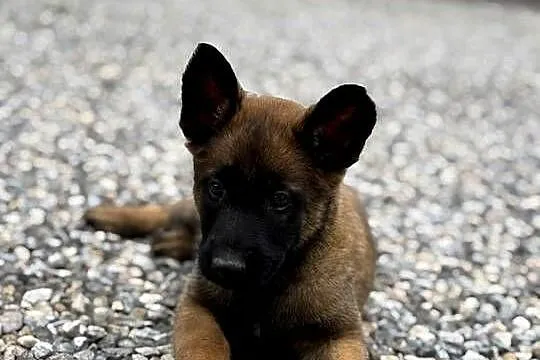 Owczarki belgijskie malinois, Świętokrzyskie, Kielce