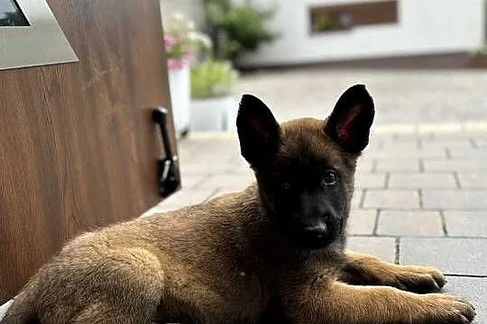 Owczarki belgijskie malinois, Świętokrzyskie, Kielce