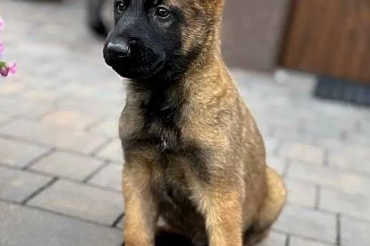 Owczarki belgijskie malinois, Świętokrzyskie, Kielce