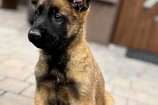 Owczarki belgijskie malinois, Świętokrzyskie, Kielce