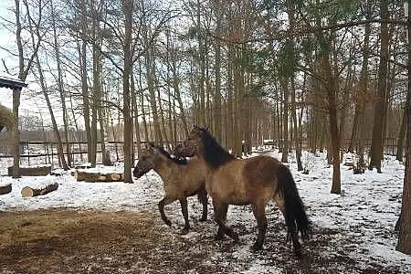 konik polski sprzedam klacz, Mazowieckie, Orońsko