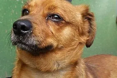 ATOSIk pilnie szuka swojego domu!! Domu na zawsze!