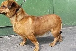 ATOSIk pilnie szuka swojego domu!! Domu na zawsze!