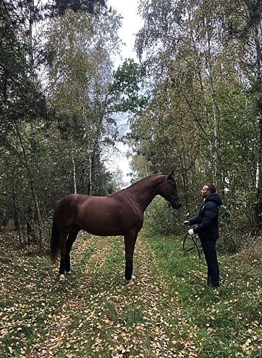 Wałach po Lasko, , Janów