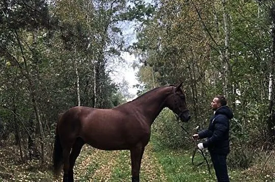 Wałach po Lasko, , Janów
