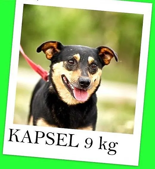 9 kg,łagodny,przytulaśny,nakolankowy,wesoły piesek