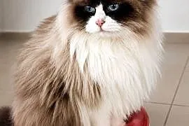Kocur Ragdoll do adopcji