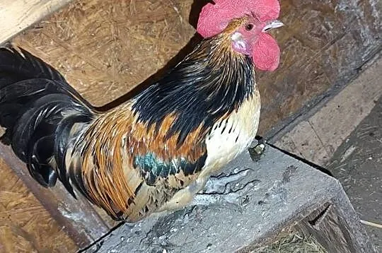 Cwerki kurki koguty, Wielkopolskie, Kościan
