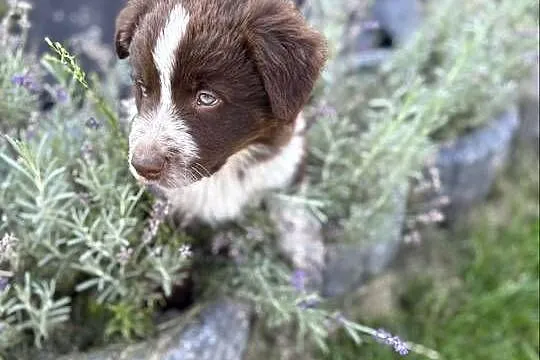 Border Collie czekoladowo-biały piesek