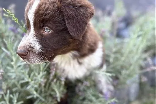 Border Collie czekoladowo-biały piesek, Łódzkie, Pajęczno