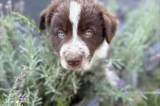 Border Collie czekoladowo-biały piesek, Łódzkie, Pajęczno