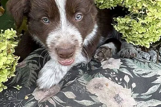 Border Collie czekoladowo-biały piesek, Łódzkie, Pajęczno