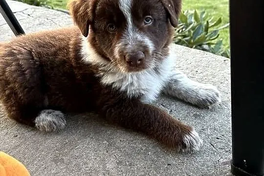 Border Collie czekoladowo-biały piesek, Łódzkie, Pajęczno