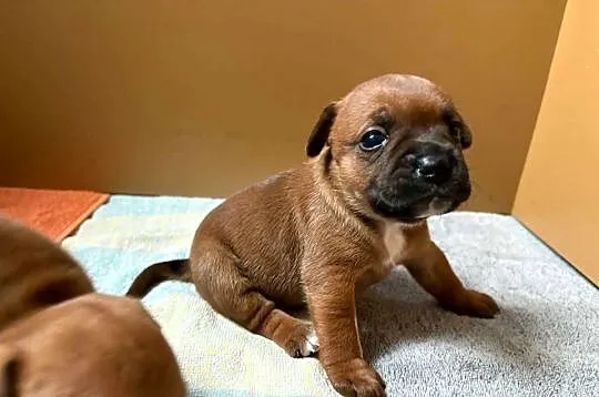 Szczeniaki Staffordshire Bull Terrier