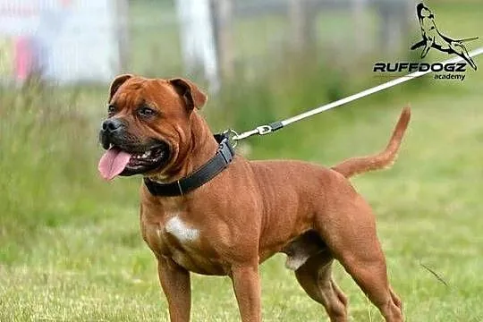 Szczeniaki Staffordshire Bull Terrier, Kujawsko-pomorskie, Brodnica