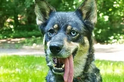 Tosia - sunia w typie husky do adopcji