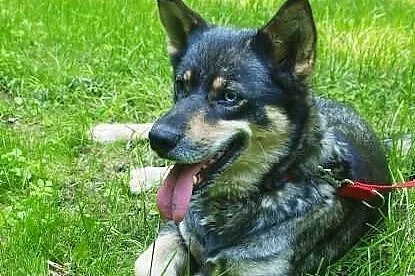Tosia - sunia w typie husky do adopcji
