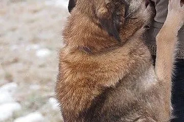 Miła - piękna suczka do adopcji!,  łódzkie Łódź