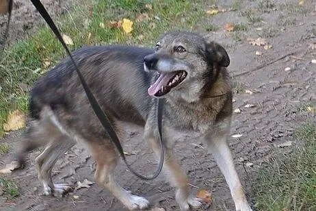 Miła - piękna suczka do adopcji!,  łódzkie Łódź