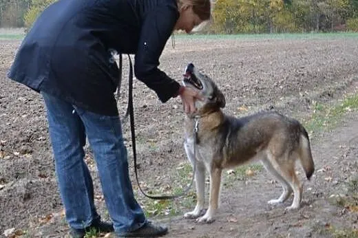 Miła - piękna suczka do adopcji!,  łódzkie Łódź