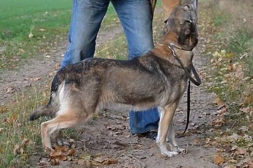 Miła - piękna suczka do adopcji!,  łódzkie Łódź