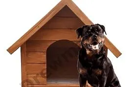 Buda średnia ocieplona solidnie wykonana rottweiler DREWMARO