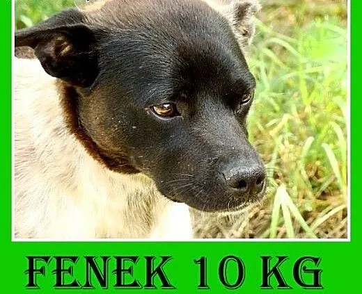 10kg,grzeczny,łagodny,cichy,spokojny piesek FENEK.