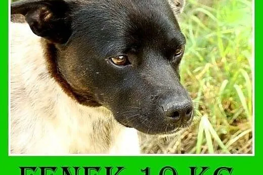 10kg,grzeczny,łagodny,cichy,spokojny piesek FENEK.