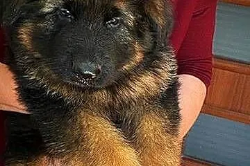 Owczarek niemiecki długowłosy potężne szczeniaki PIESKI i SUCZKI duży wybór, Świętokrzyskie, Klimontów