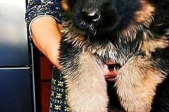 Owczarek niemiecki długowłosy potężne szczeniaki PIESKI i SUCZKI duży wybór, Świętokrzyskie, Klimontów