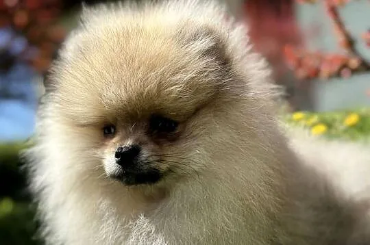 Szpic minaturowy. Pomeranian Boo, Pomorskie, Gdańsk