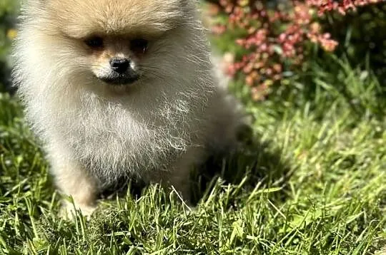 Szpic minaturowy. Pomeranian Boo, Pomorskie, Gdańsk