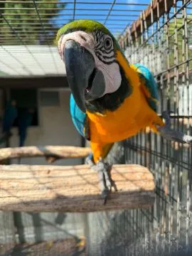 Papugi Papuga Recznie Wykarmiona Ara Kakadu Barwinka Amazonka Nimfa Rudosterka