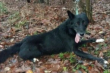Ariel – uratuj tolerancyjnego psa przed wywózką do mordowni., łódzkie Skierniewice
