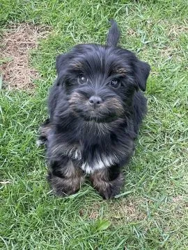 Szczenięta rasy Yorkshire Terrier | Zarejestrowane w Kennel Club | Szukają Domów Na Zawsze, , Konstancin-Jeziorna