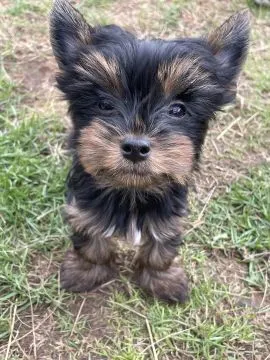 Szczenięta rasy Yorkshire Terrier | Zarejestrowane w Kennel Club | Szukają Domów Na Zawsze