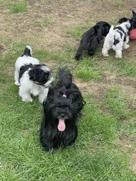 Szczenięta rasy Yorkshire Terrier | Zarejestrowane w Kennel Club | Szukają Domów Na Zawsze, , Konstancin-Jeziorna