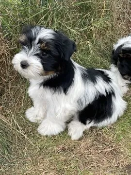 Szczenięta rasy Yorkshire Terrier | Zarejestrowane w Kennel Club | Szukają Domów Na Zawsze, , Konstancin-Jeziorna