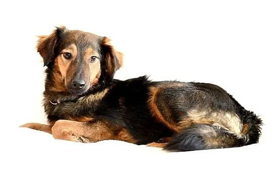 Majami - młody, uroczy, energiczy pies do adopcji