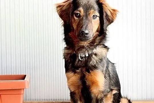 Majami - młody, uroczy, energiczy pies do adopcji, Mazowieckie, Warszawa